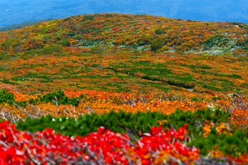 Fototapeta premium 栗駒山の紅葉。栗原、宮城、日本。9月下旬。
