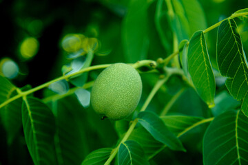 Unripe, green-shelled walnuts on the tree, among the leaves