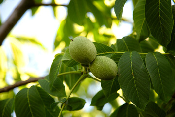 Unripe, green-shelled walnuts on the tree, among the leaves