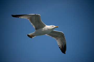 Seagull are flying