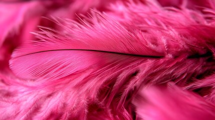 Vibrant Pink Feathers Close Up Macro Photography