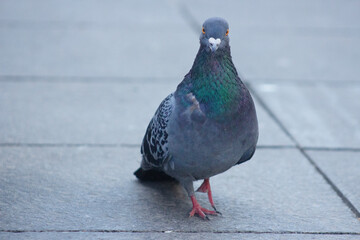 Walking pigeon