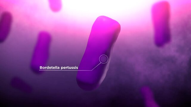 Bacteria of Bacillus anthracis or Anthrax

No AI was used to create this content. Content created in Blender and After Effects.