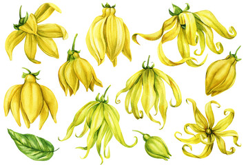 Ylang Ylang Watercolor Set with Tropical Flowers Leaves Buds and Petals Botanical Clipart for Natural Spa Perfume