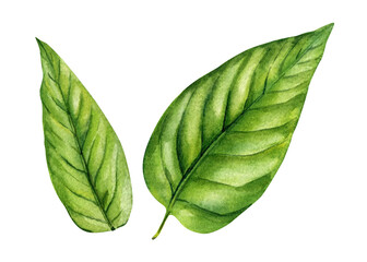 Green Leaves Watercolor Botanical Illustration Tropical Foliage Clipart for Eco Skincare Packaging and Organic Design