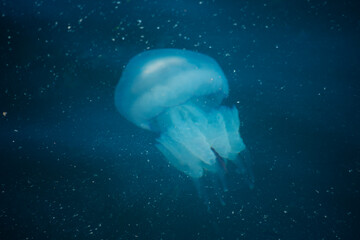 Blue Jellyfish © ibrahimtaylan