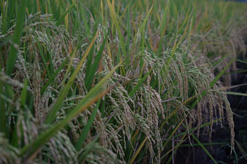 Close-Up of Ripening Rice Plants in a Paddy Field at Sunset 2