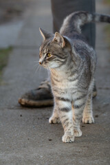 Cat walking in the backyard