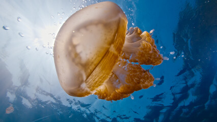 Close up view of the stingless jellyfish swimming underwater in the lake in West Papua, Raja Ampat, Indonesia © Dudarev Mikhail