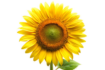 Fototapeta premium free sunflower isolated on white background PNG ,AI GENERATED