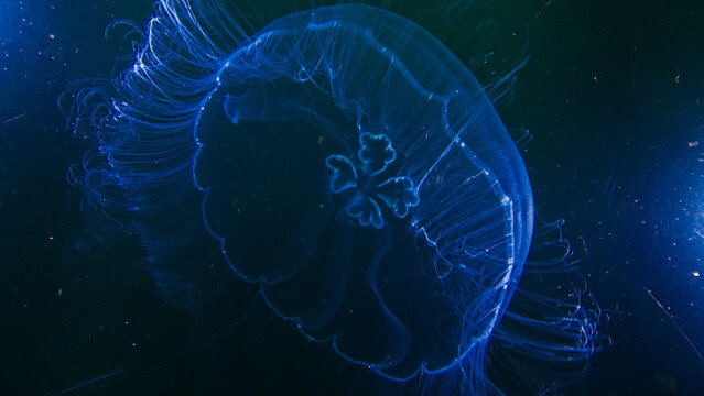 Close up view of the stingless jellyfish swimming underwater in the lake in West Papua, Raja Ampat, Indonesia