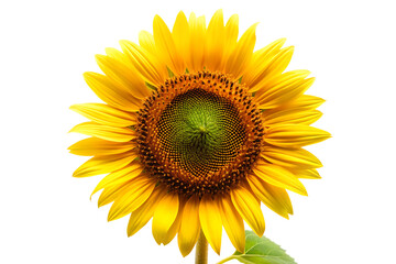 Obraz premium free sunflower isolated on white background PNG ,AI GENERATED