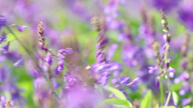 Purple wild flowers, close-up with bokeh. Summer bloom. Galega orientalis or eastern galega 