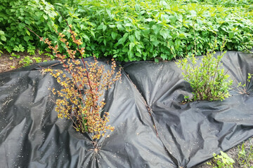 Garden black covering film for soil earth. Garden in summer daytime.