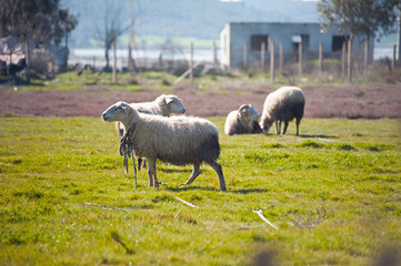 Realxing scenics meadow with Sheep grazing
