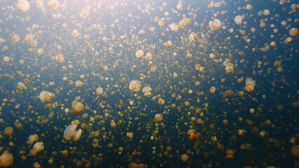 Lake full of jellyfish swimming underwater. West Papua, Raja Ampat, Indonesia