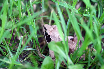 frog in the grass