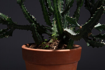 A large green cactus plant in a yellow ceramic vase