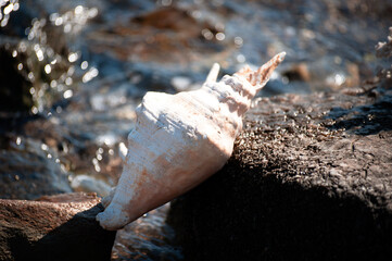 Close up of a conch on a beach