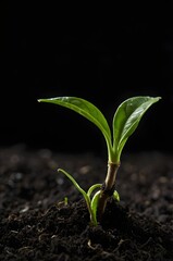 Macro close-up of a single green tea sprout emerging from dark soil, pure black background, studio lighting with soft glow, minimal, serene botanical stock feel,Generative Ai
