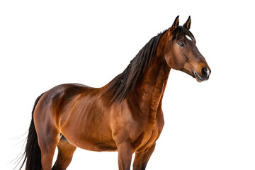 Obraz premium horse isolated on Isolated on transparent background
