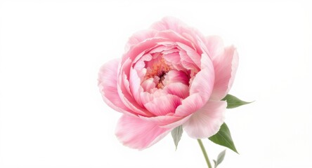 Fototapeta premium Blooming Pink Flower on White Background, Floral Still Life