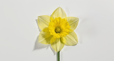 Obraz premium Yellow Daffodil Flower on White Background Minimalist Spring Still Life