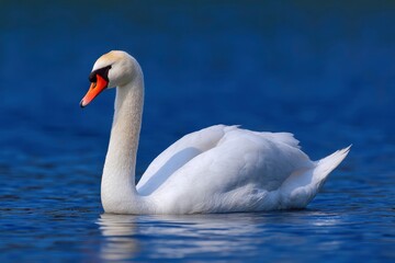 Obraz premium A white swan with an orange beak gracefully floats on shimmering blue water