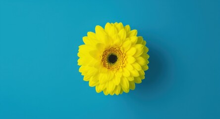 Bright Yellow Flower on Blue Background Close-up