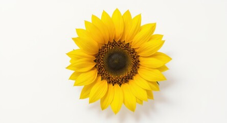 Fototapeta premium Bright Yellow Sunflower Bloom on White Background