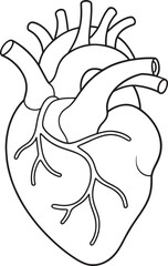 Detailed line drawing of a human heart anatomy illustration