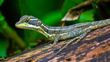 Common Basilisk, Basiliscus basiliscus, Tropical Rainforest, Boca Tapada, Alajuela Province, Costa Rica, America