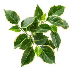 Obraz premium Green and White Variegated Ficus Leaves Branch Isolated on Black