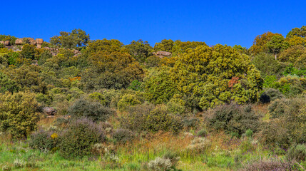 Mediterranean Forest Scrub Landscape, Arribes del Duero Natural Park, SPA, SAC, Biosphere Reserve, Salamanca, Castilla y Le&oacute;n, Spain, Europe