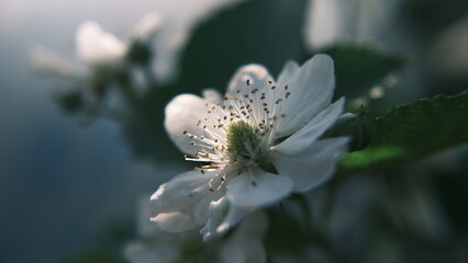 butterfly on a flower