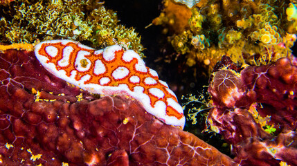 Sea Slug, Nudibranch, Reef Building Corals, Coral Reef, Lembeh, North Sulawesi, Indonesia, Asia