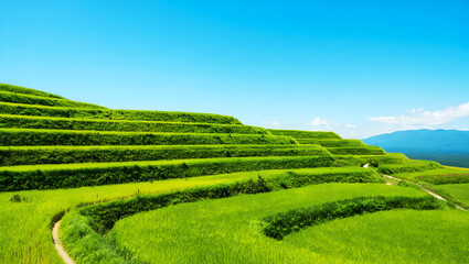 Lush Green Rice Terraces under a Bright Blue Sky paddy