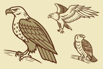 eagle on a branch