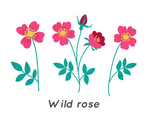 Wild Rose Minimalist Floral Illustration. Trendy Botanical Vector Art.
