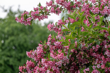 Weigela is a decorative flowering shrub. Blooming pink veigela in the garden. Ornamental shrub with beautiful pink flowers.