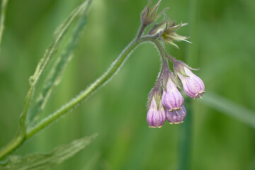 Comfrey (Symphytum officinale), flowers of a plant used in organic medicine