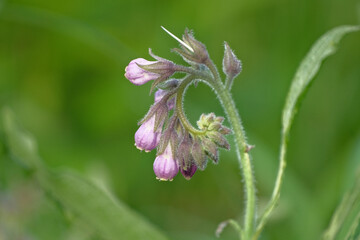 Comfrey (Symphytum officinale), flowers of a plant used in organic medicine
