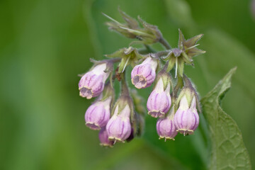 Comfrey (Symphytum officinale), flowers of a plant used in organic medicine