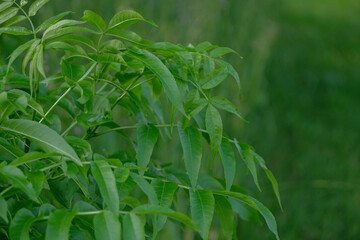 Fraxinus excelsior branch close up. Fresh leaves of Fraxinus excelsior tree in spring