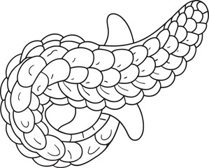 Detailed pancreas illustration human anatomy medical science diagram