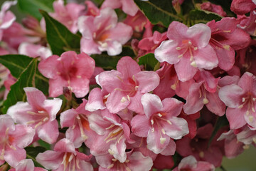 Obraz premium Weigela is a decorative flowering shrub. Blooming pink veigela in the garden. Ornamental shrub with beautiful pink flowers.