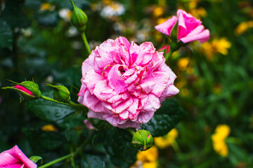 Summer flowers after the rain