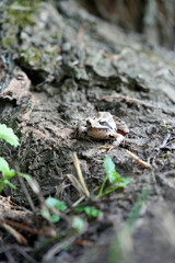 frog on a tree