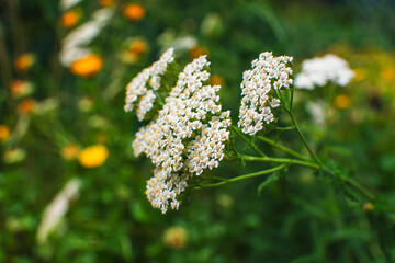 Summer flowers after the rain