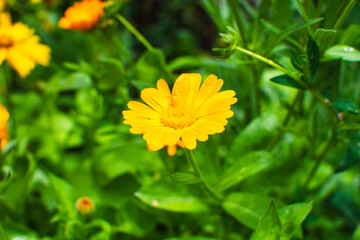 Summer flowers after the rain